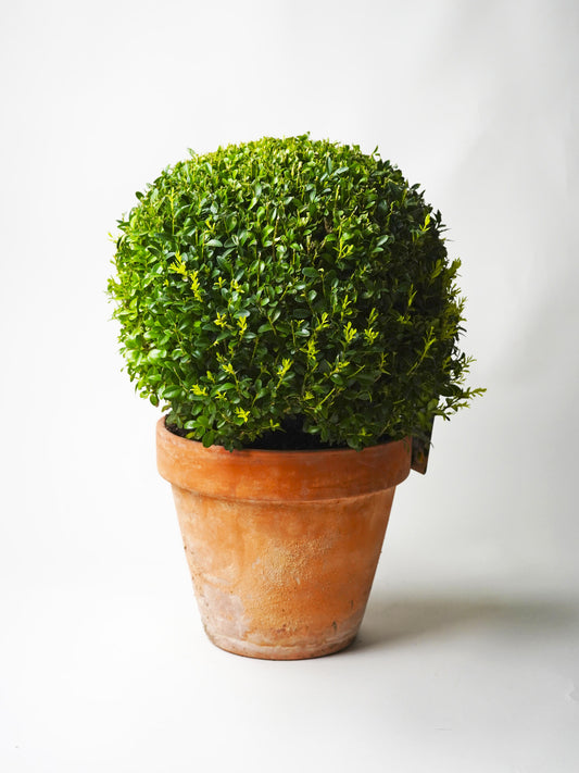 Buxus O Boj_0