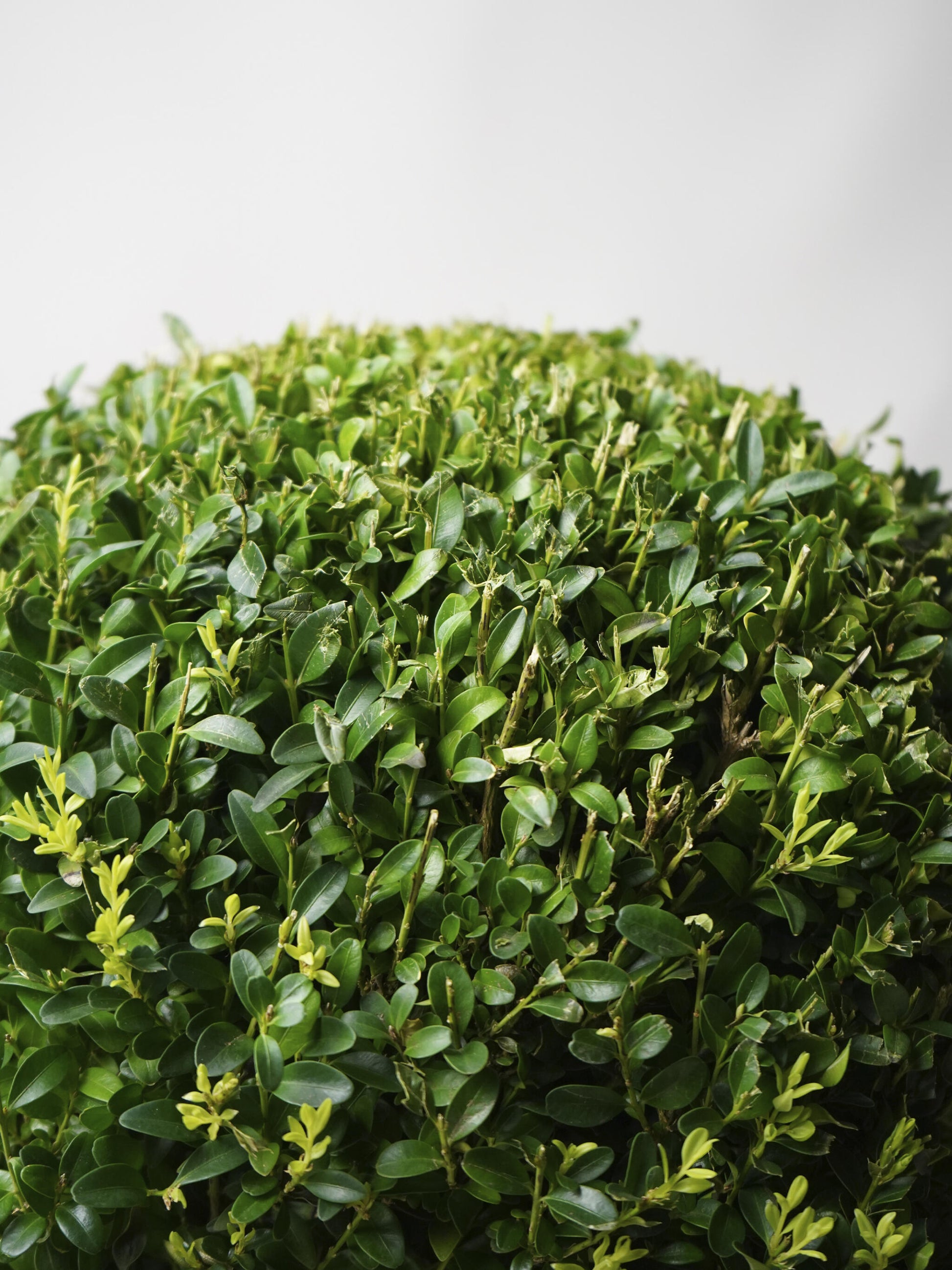 Buxus O Boj_1