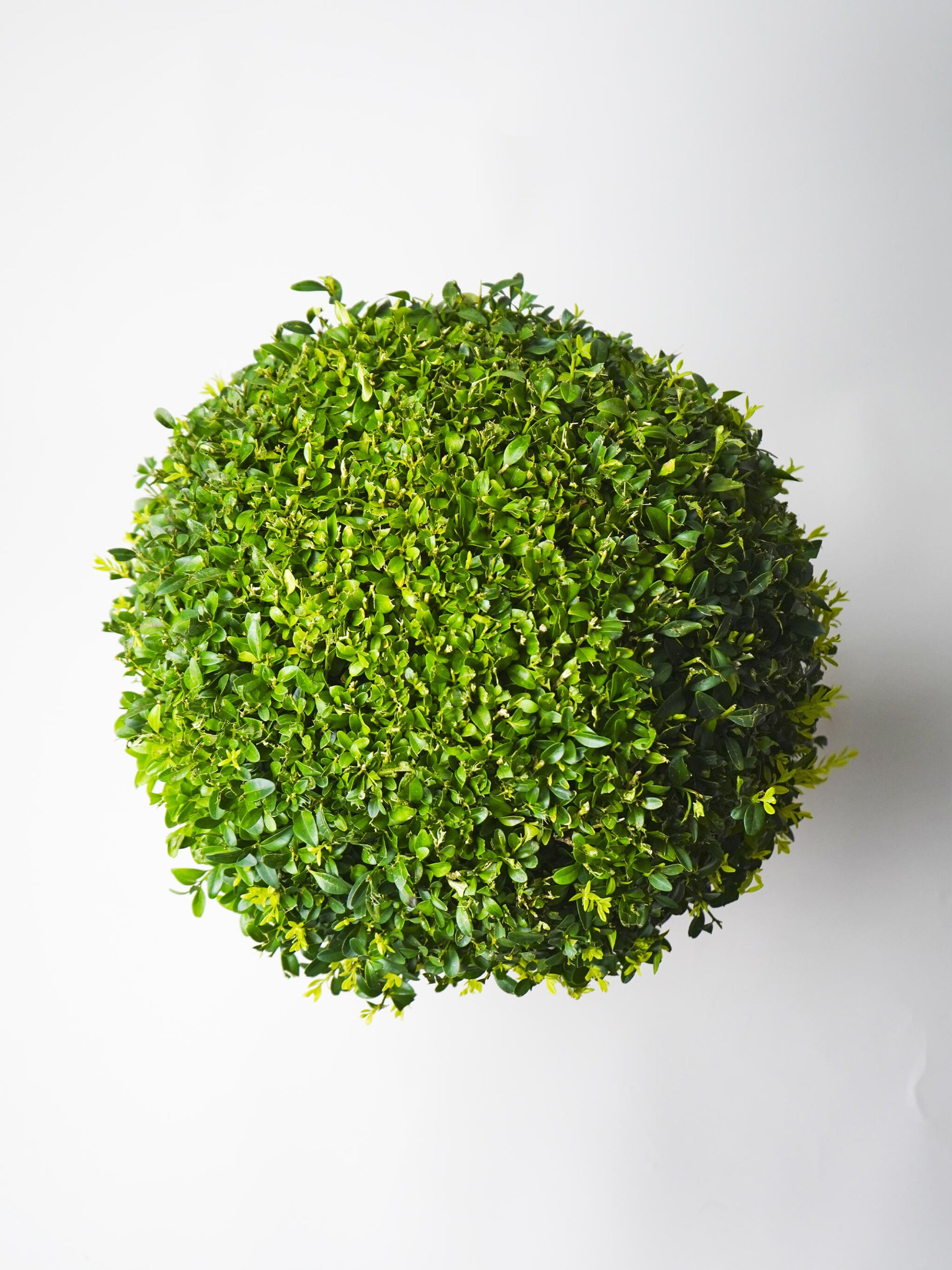 Buxus O Boj_2