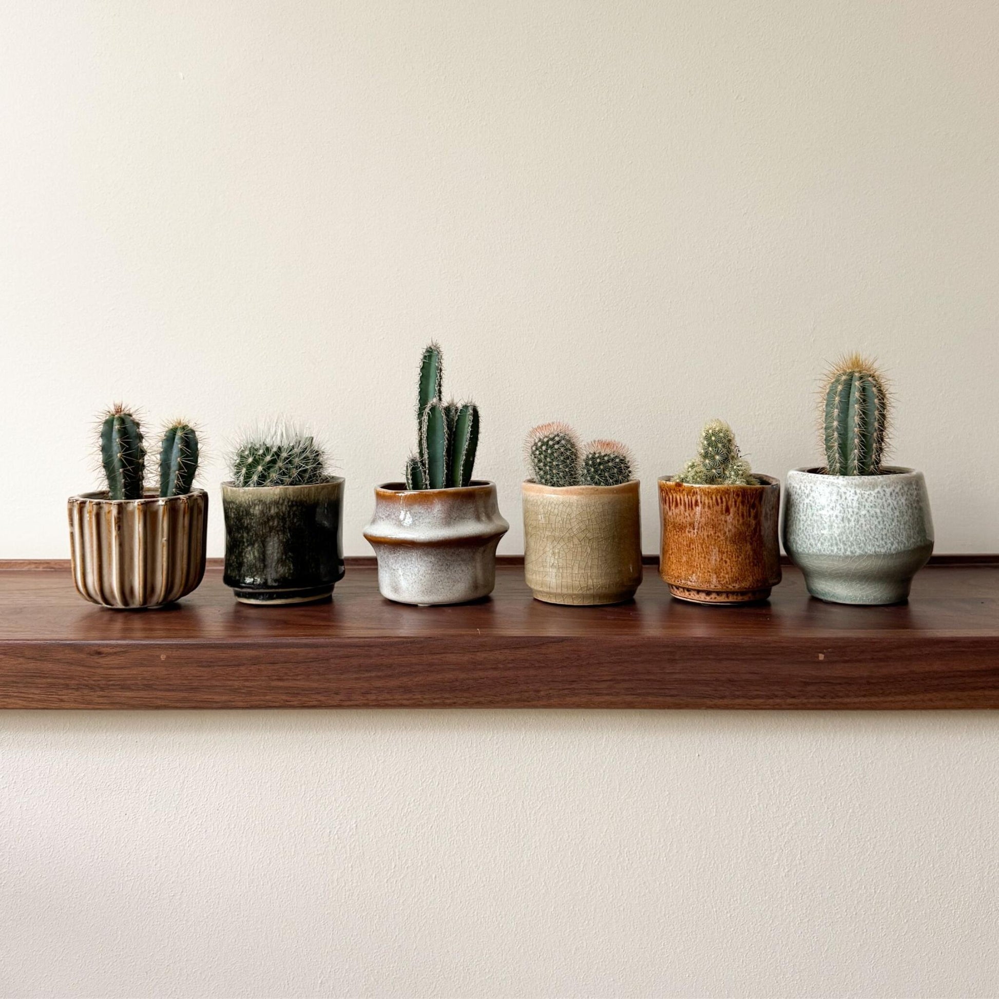 Cactaceae - 60 Pzs - Cactus - Altura 5-10cm - ⌀55cm_1