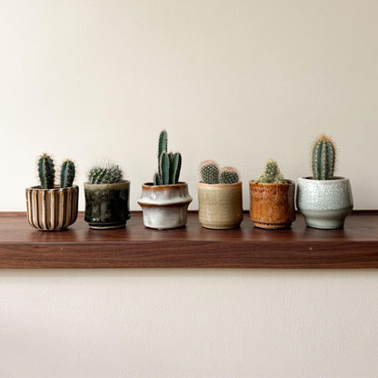 Cactaceae - 6 Pzs - Cactus - Altura 5-10cm - ⌀55cm_1