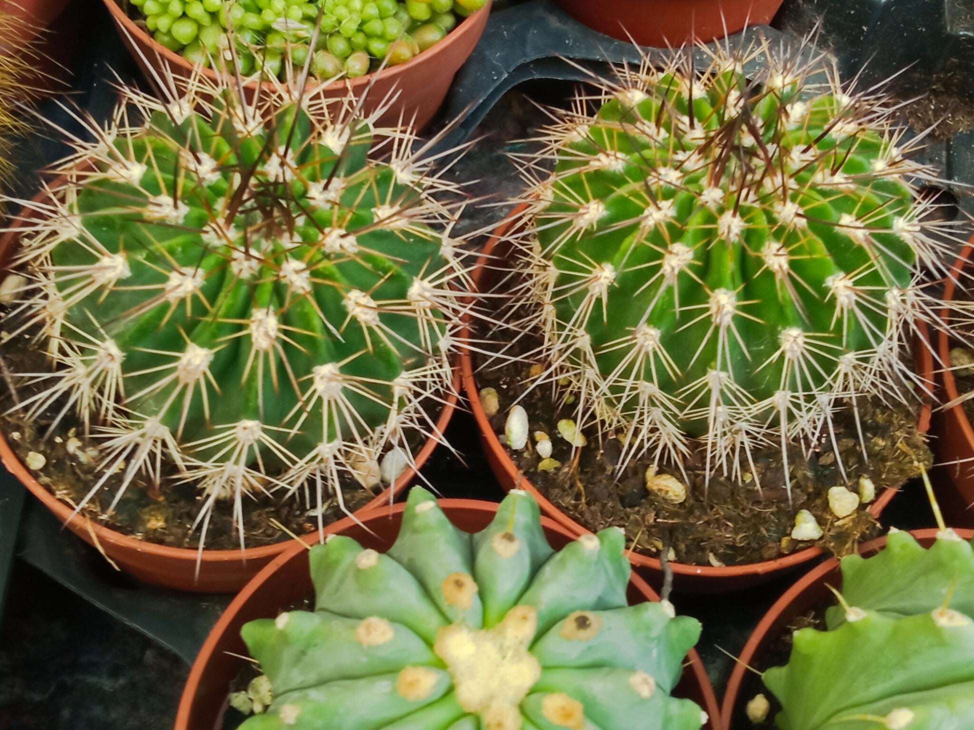 Cactus Acanthocalycium Klimpelianum Planta Ø8_0