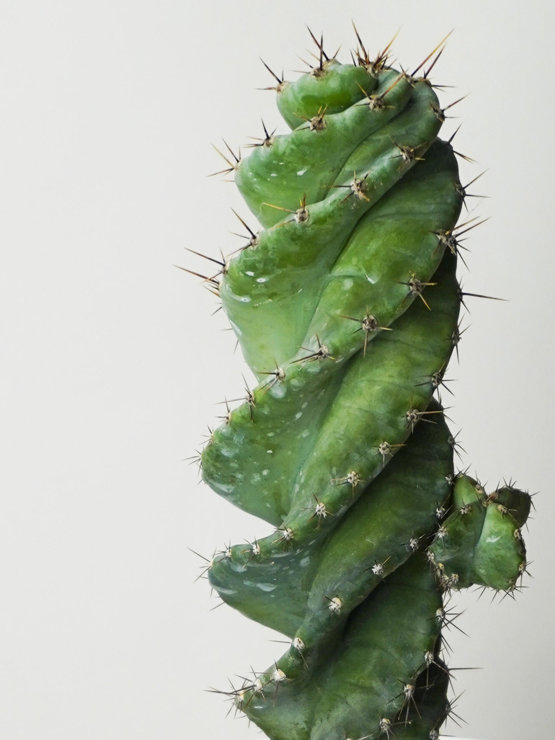 Cactus Cereus Spiralis. Altura 23cm - Diámetro 10cm_1
