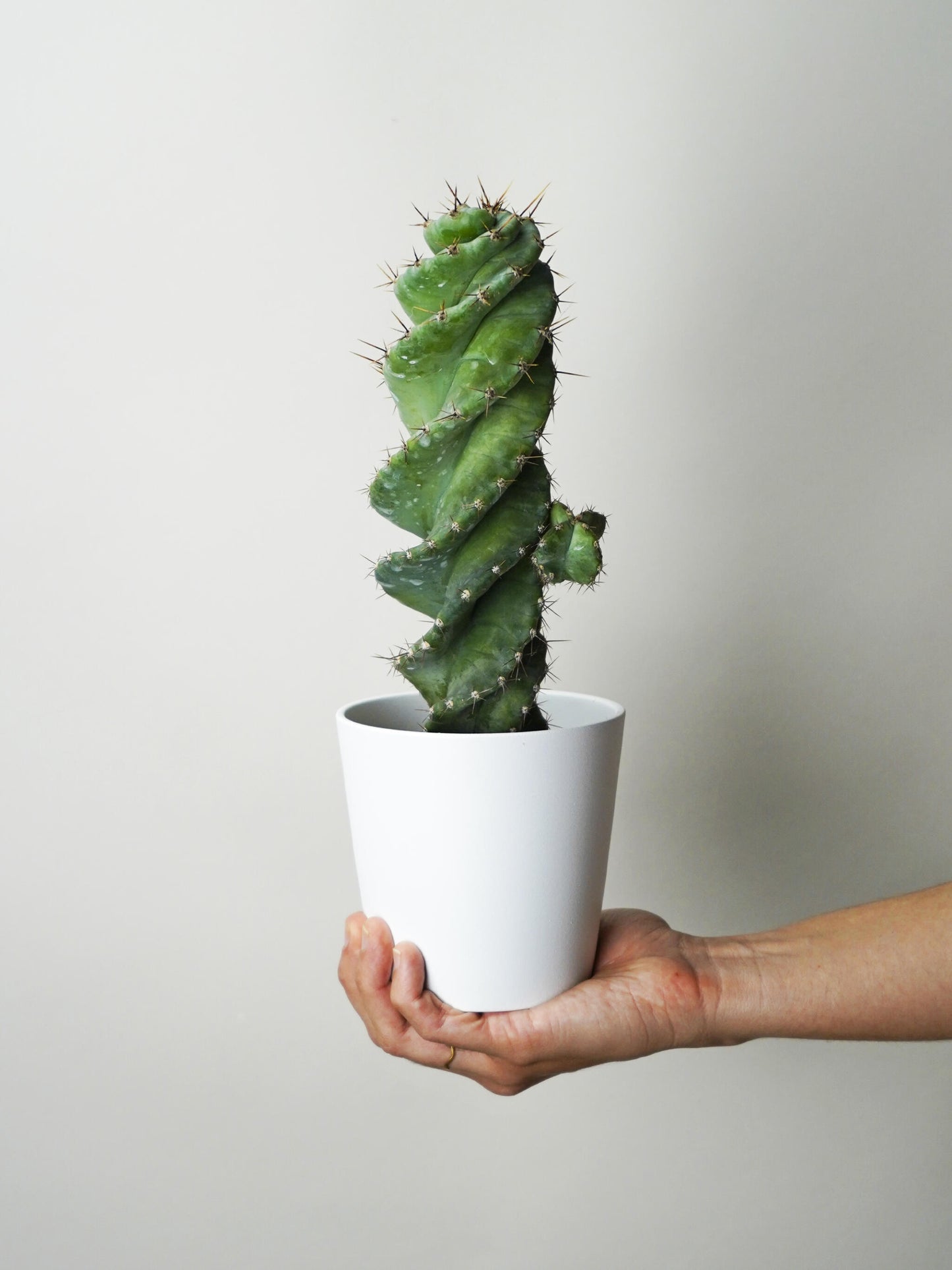 Cactus Cereus Spiralis. Altura 23cm - Diámetro 10cm_0