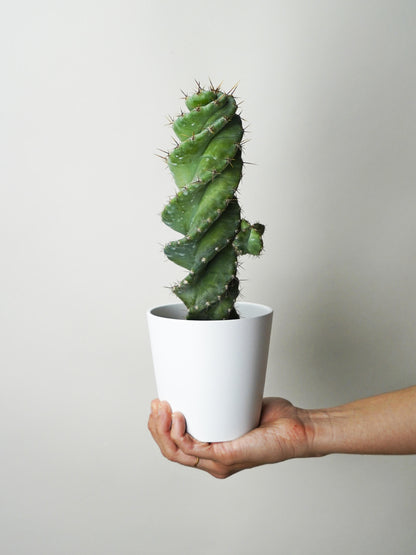 Cactus Cereus Spiralis. Altura 23cm - Diámetro 10cm_0
