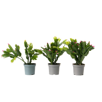 Cactus De Navidad - 3 Pzs - Schlumbergera 'tricolor' - Altura 15-25cm - ⌀9cm_0