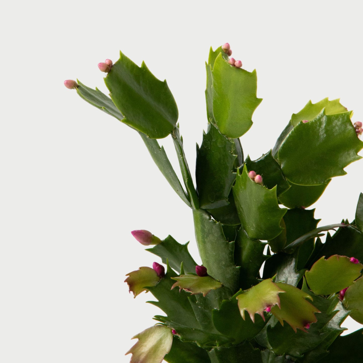 Cactus De Navidad - 3 Pzs - Schlumbergera 'tricolor' - Altura 15-25cm - ⌀9cm_3