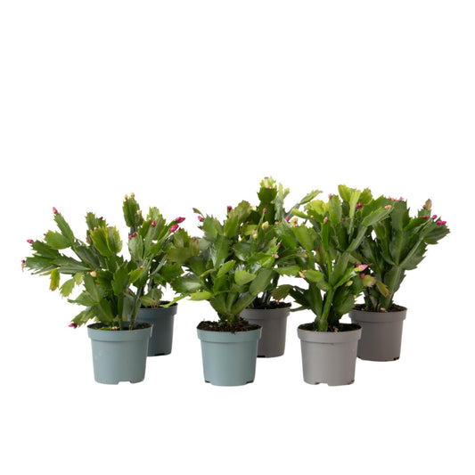 Cactus De Navidad - 6 Pzs - Schlumbergera 'tricolor' - Altura 15-25cm - ⌀9cm_0
