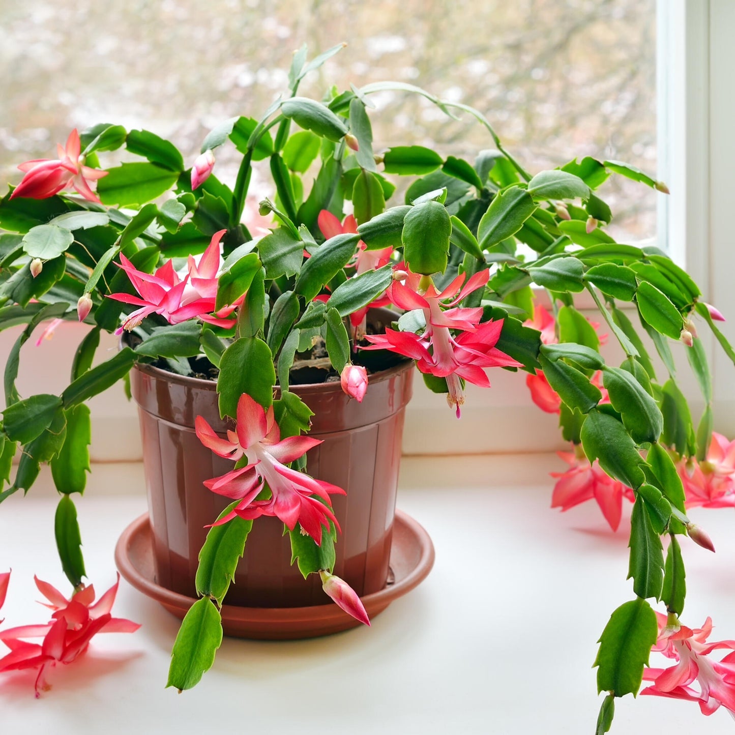 Cactus De Navidad - 6 Pzs - Schlumbergera 'tricolor' - Altura 15-25cm - ⌀9cm_1