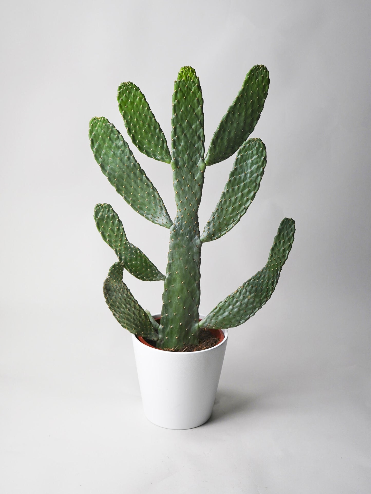 Cactus Opuntia_0