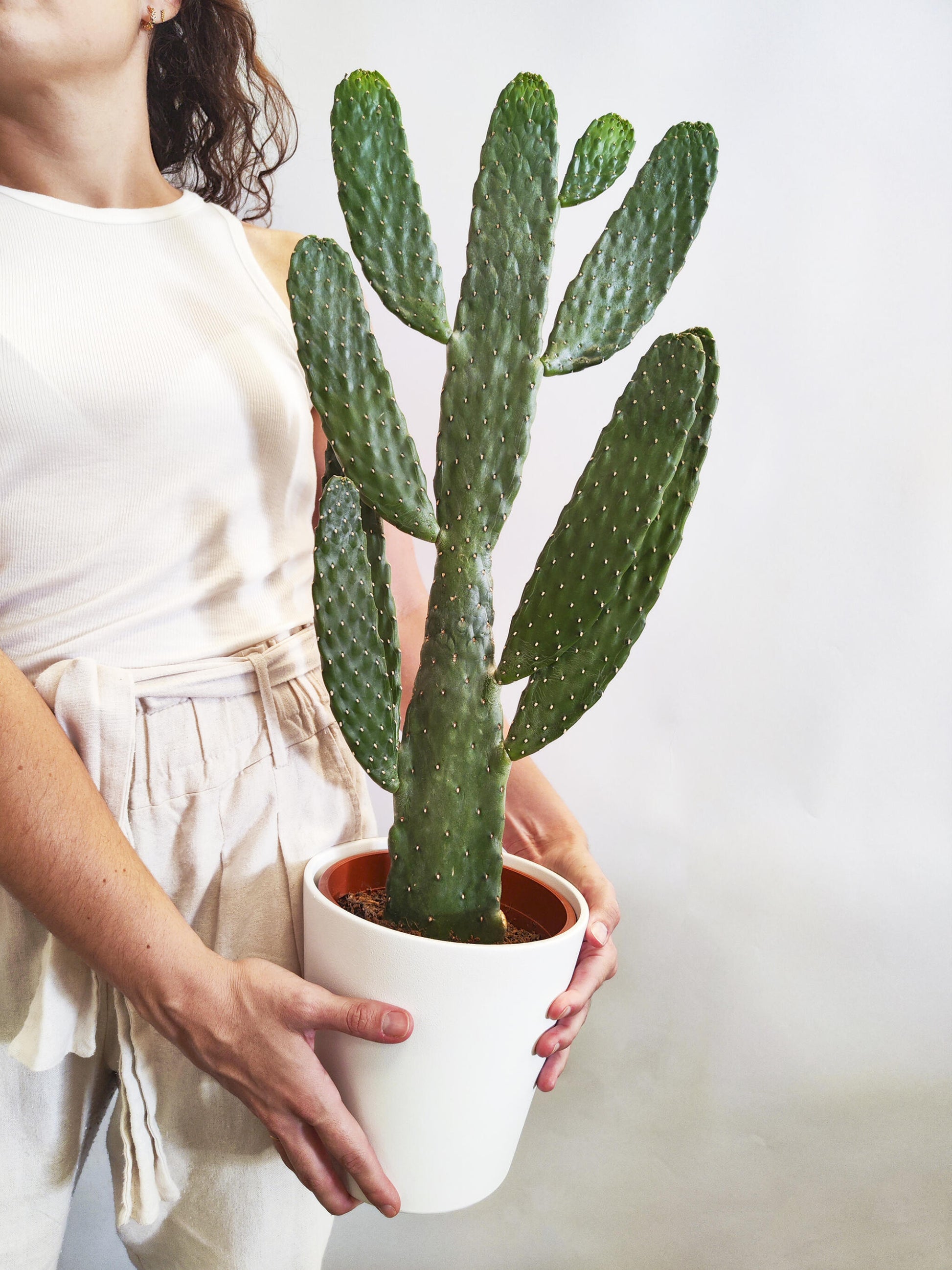 Cactus Opuntia_1