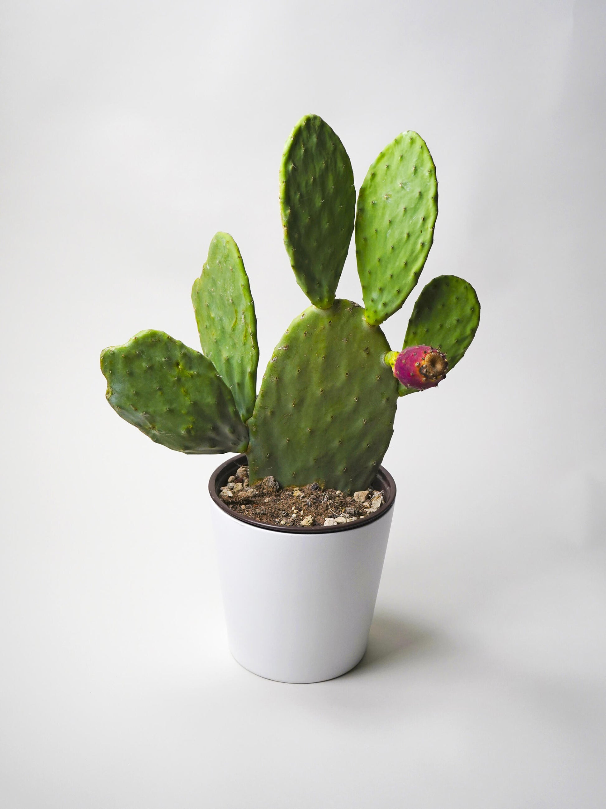 Cactus Opuntia Ficus Indica. Altura 50cm - Diámetro 21cm_0