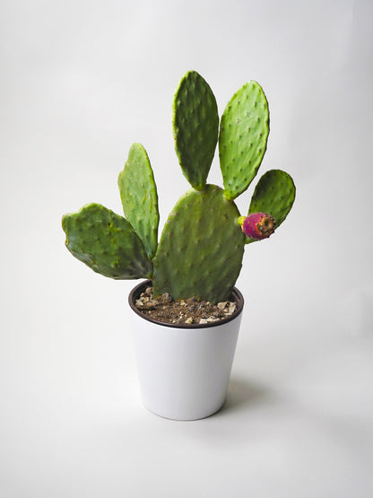 Cactus Opuntia Ficus Indica. Altura 50cm - Diámetro 21cm_0