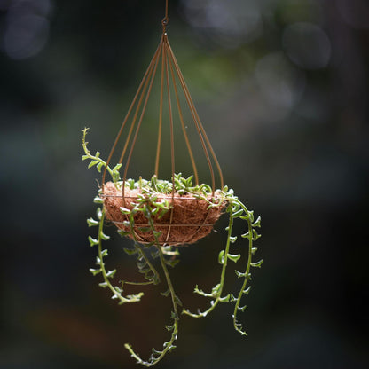 Cadena De Delfines - 2 Pzs - Senecio Peregrinus - Altura 10-20cm - ⌀12cm_1