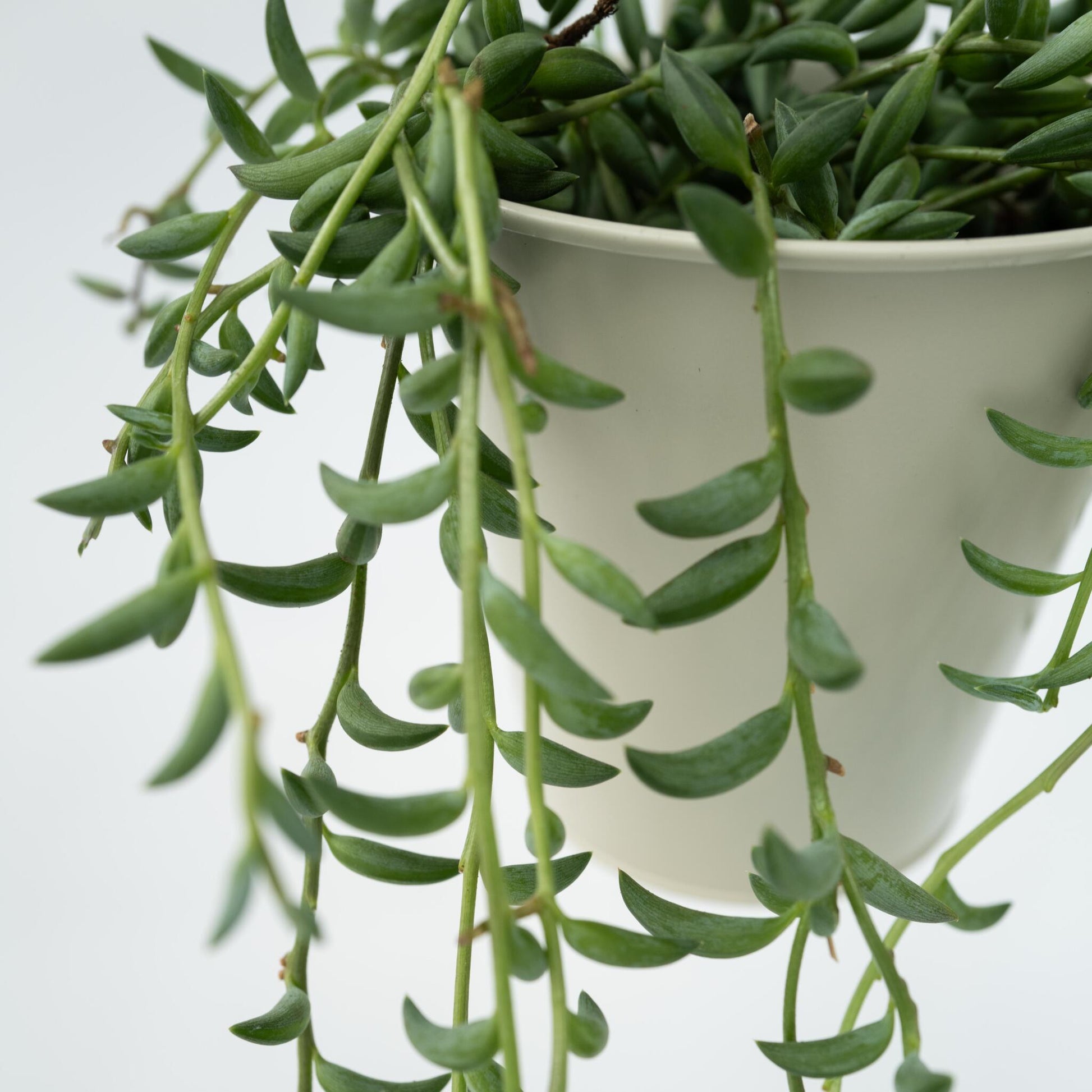 Cadena De Plátanos - 2 Pzs - Senecio Radicans - Altura 10-20cm - ⌀12cm_3
