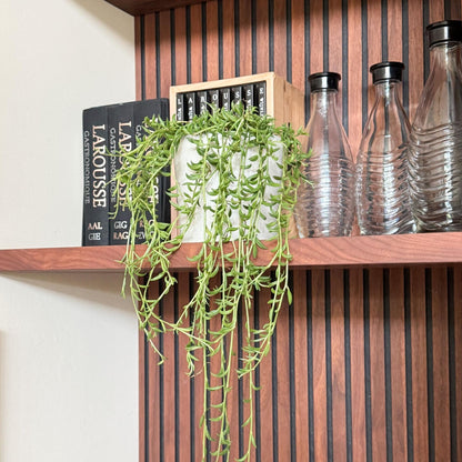 Cadena De Plátanos - Senecio Radicans - Altura 10-20cm - ⌀12cm_4