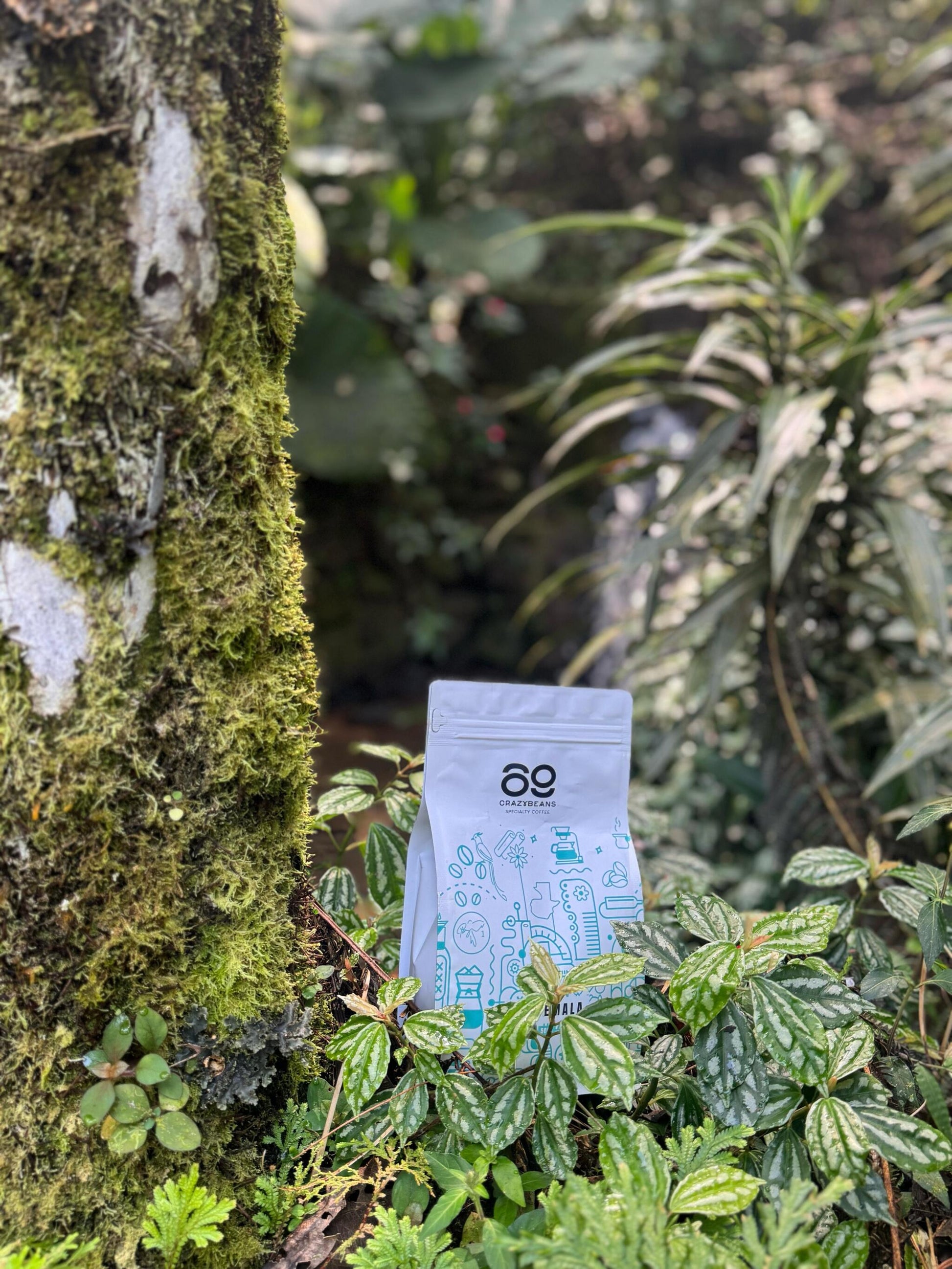 Cafe De Especialidad En Grano. Guatemala Caturra, bourbon. 100% Arábica. Lavado Con Fermentación. 1600m. 84 Puntos_5