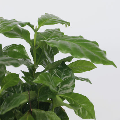 Cafeto Arábico - 4 Pzs - Coffea Arabica - Altura 25-40cm - ⌀12cm_3