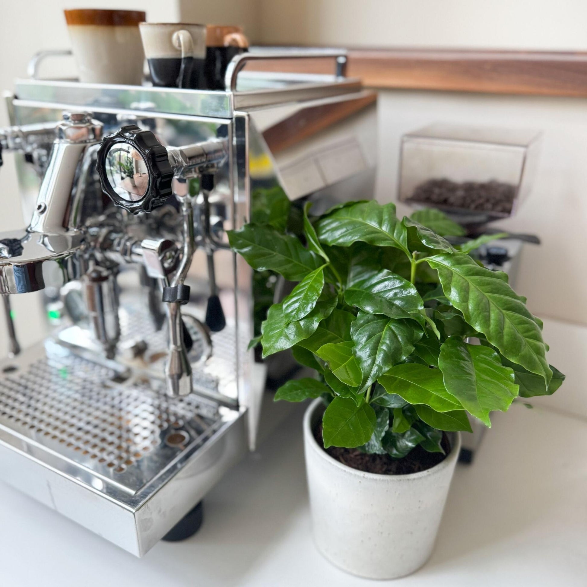 Cafeto Arábico - 4 Pzs - Coffea Arabica - Altura 25-40cm - ⌀12cm_4