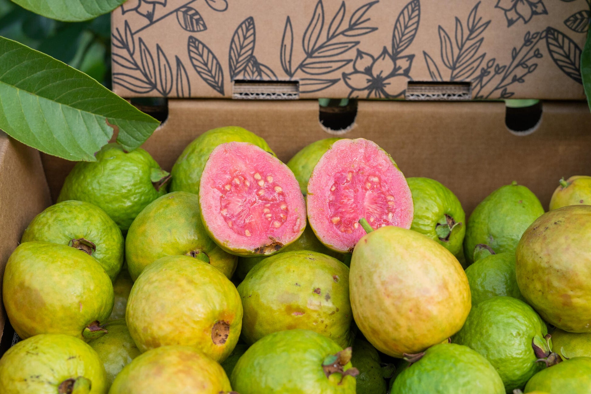 Caja 4kg Guayabas Rosas Y Blancas Frescas_0