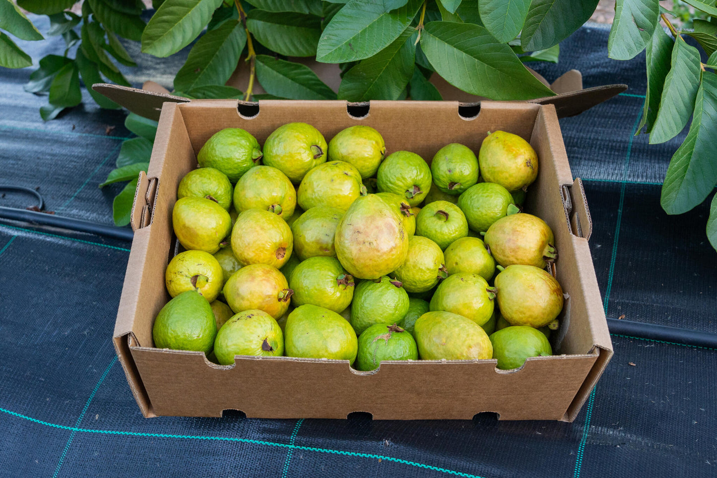 Caja 4kg Guayabas Rosas Y Blancas Frescas_1