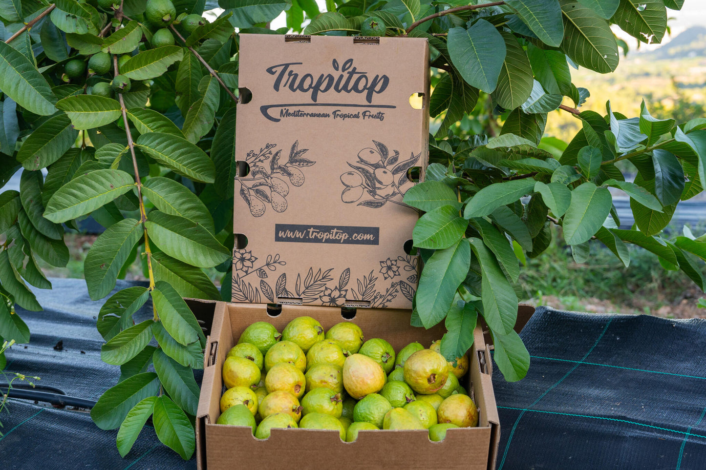 Caja 4kg Guayabas Rosas Y Blancas Frescas_4