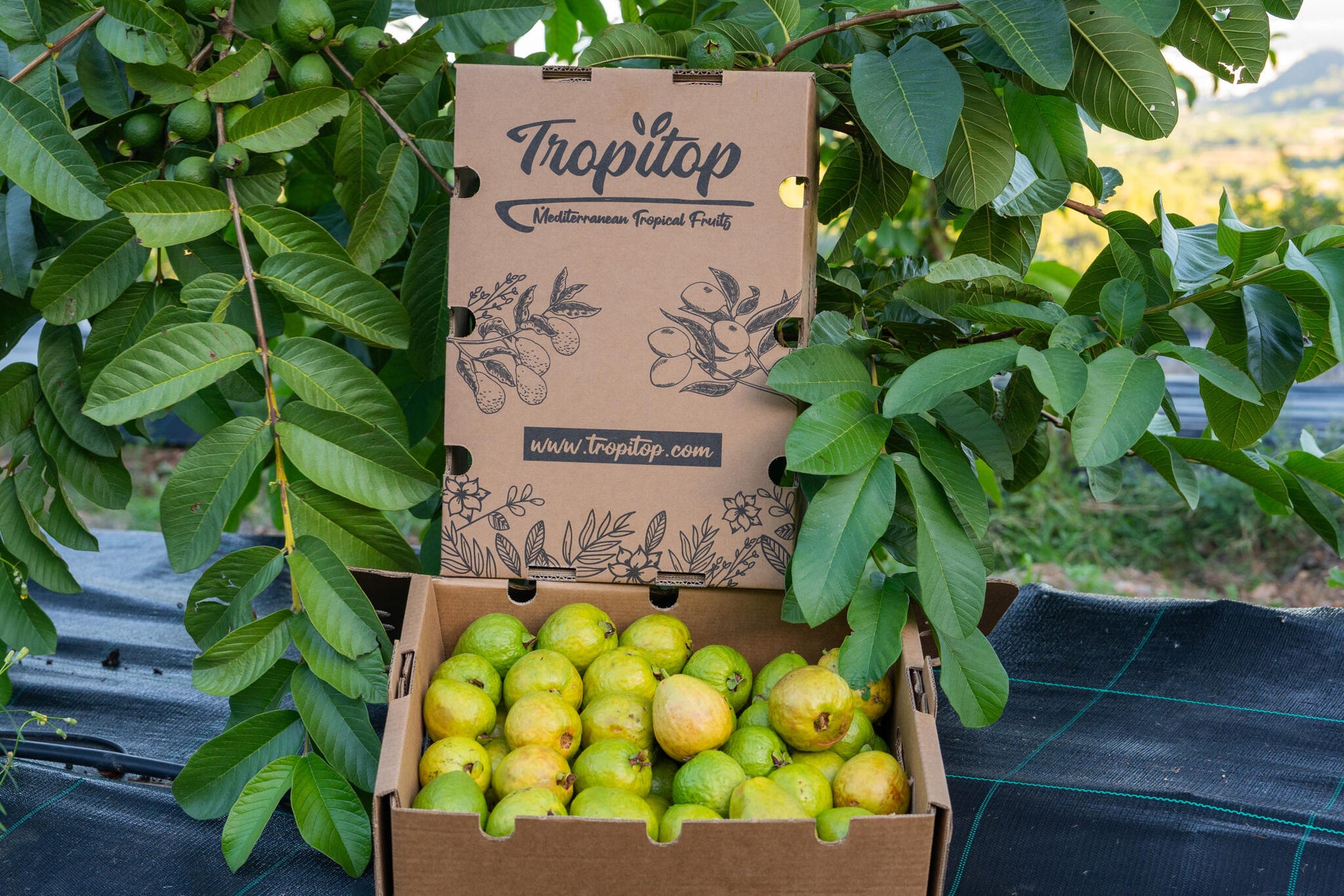 Caja 4kg Guayabas Rosas Y Blancas Frescas_4