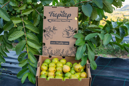 Caja 4kg Guayabas Rosas Y Blancas Frescas_4