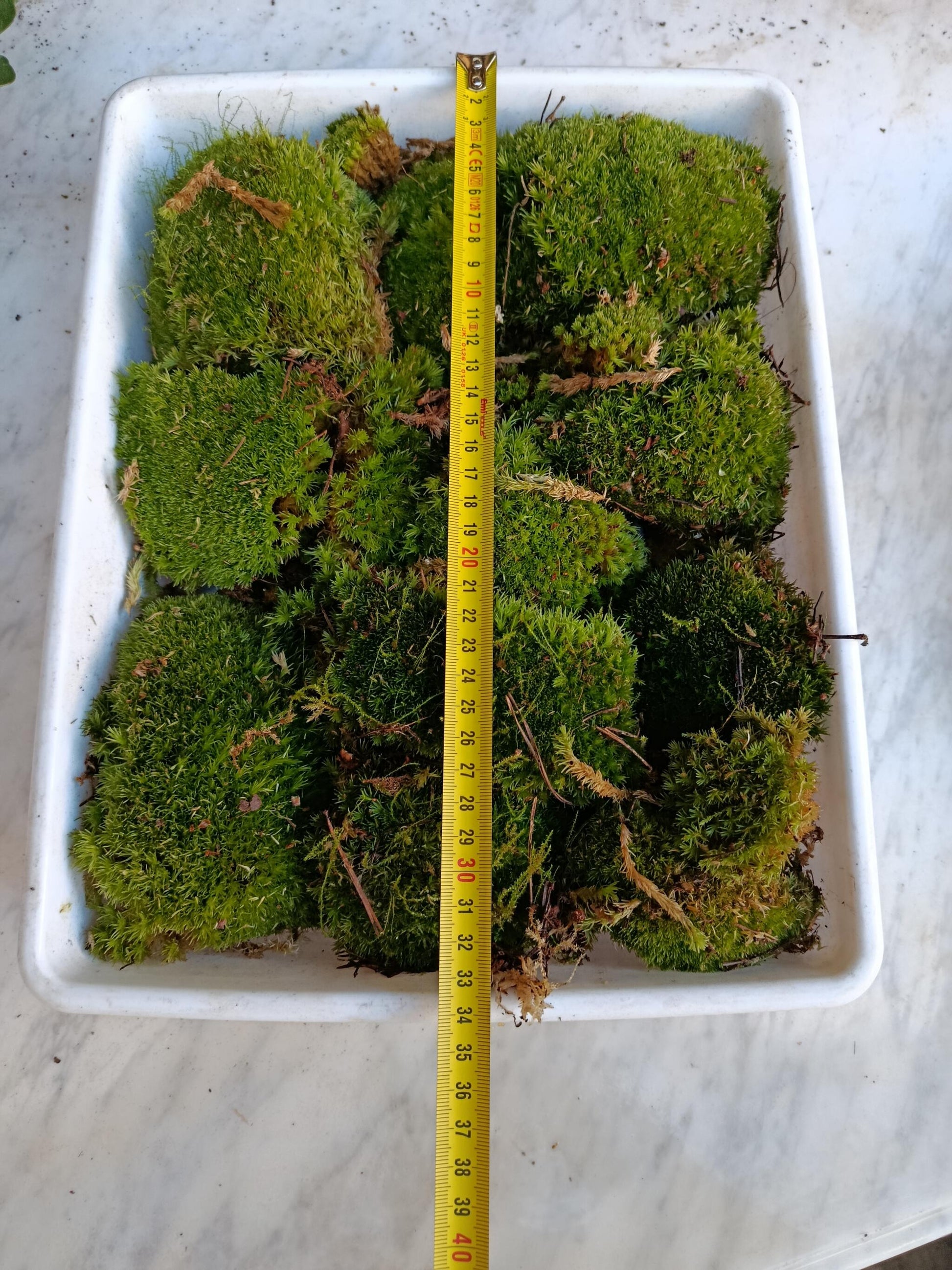 Caja Pequeña De Bolas De Musgo ( Bandeja No Incluida )_1