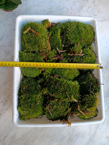 Caja Pequeña De Bolas De Musgo ( Bandeja No Incluida )_2
