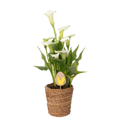Cala 'ruby' - Blanca - Altura 30-40cm - ⌀12cm_0