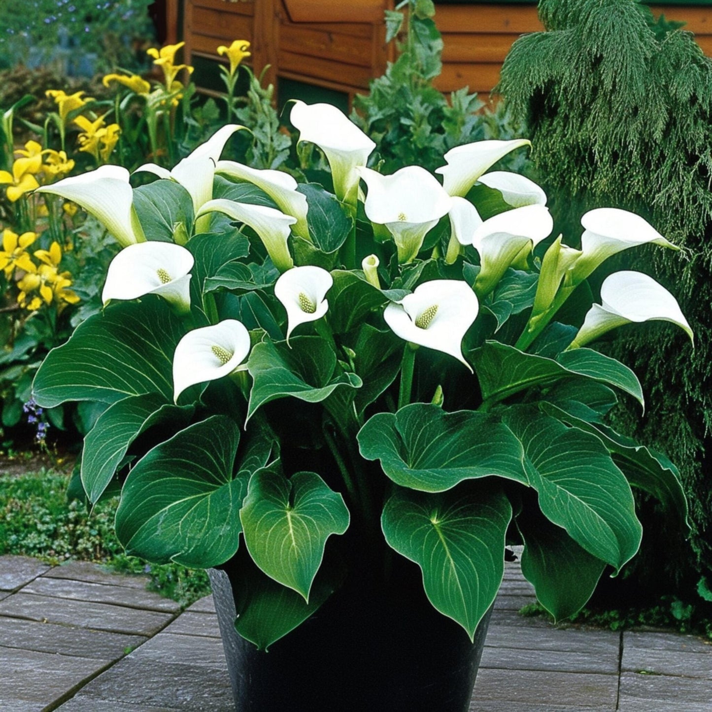 Cala 'ruby' - Blanca - Altura 30-40cm - ⌀12cm_1