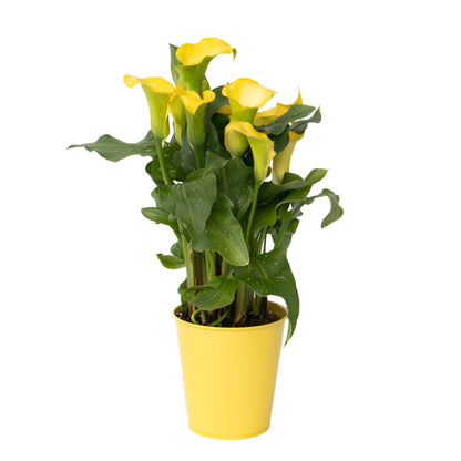 Cala 'zara' - Amarilla - Altura 30-40cm - ⌀12cm_0