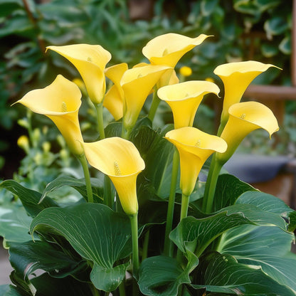 Cala 'zara' - Amarilla - Altura 30-40cm - ⌀12cm_1