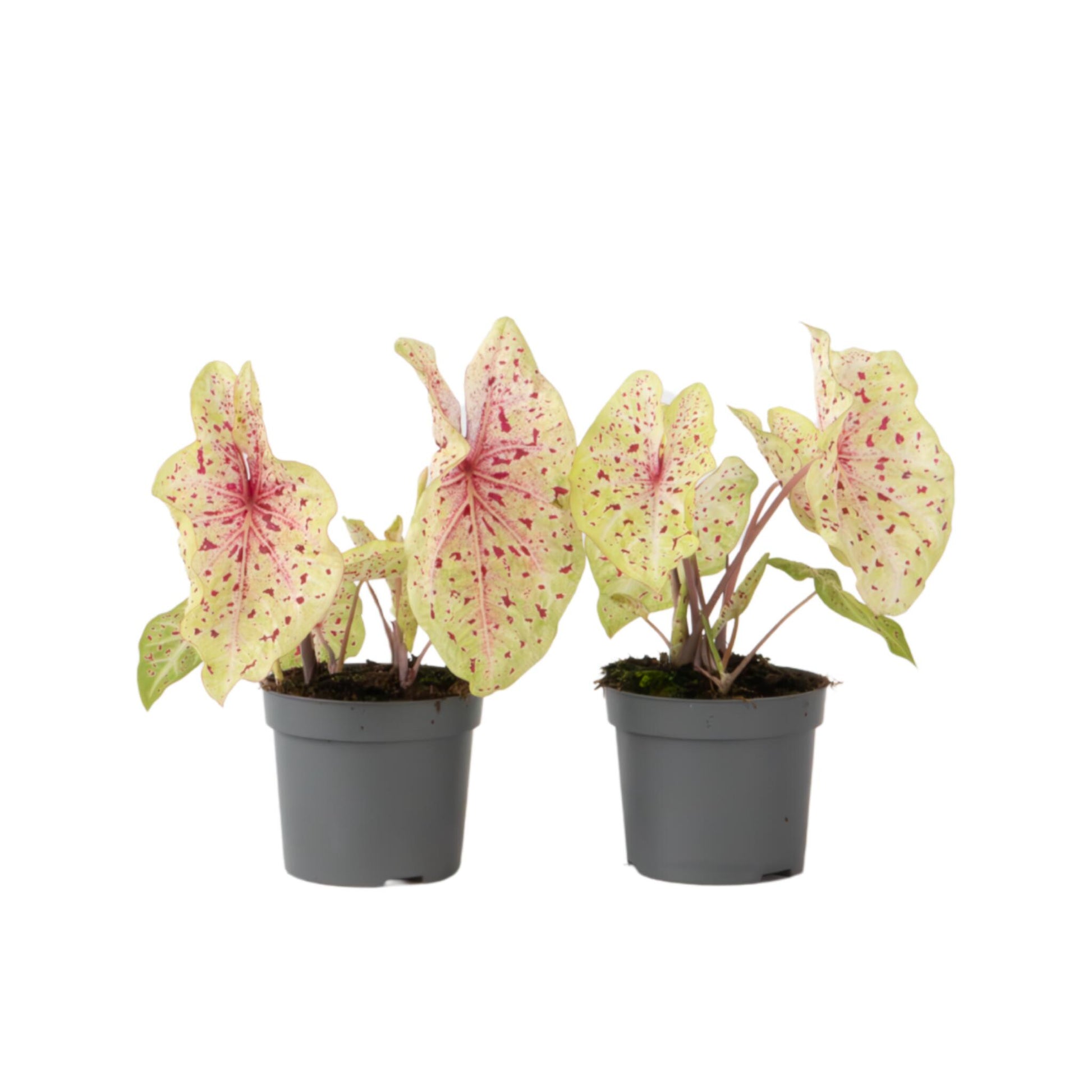 Caladio - 2 Piezas - Caladium 'miss Muffet' - Altura 25-40cm - ⌀12cm_0