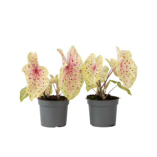 Caladio - 2 Piezas - Caladium 'miss Muffet' - Altura 25-40cm - ⌀12cm_0