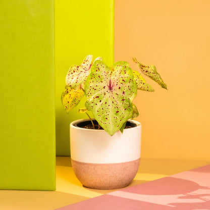 Caladio - 2 Piezas - Caladium 'miss Muffet' - Altura 25-40cm - ⌀12cm_1