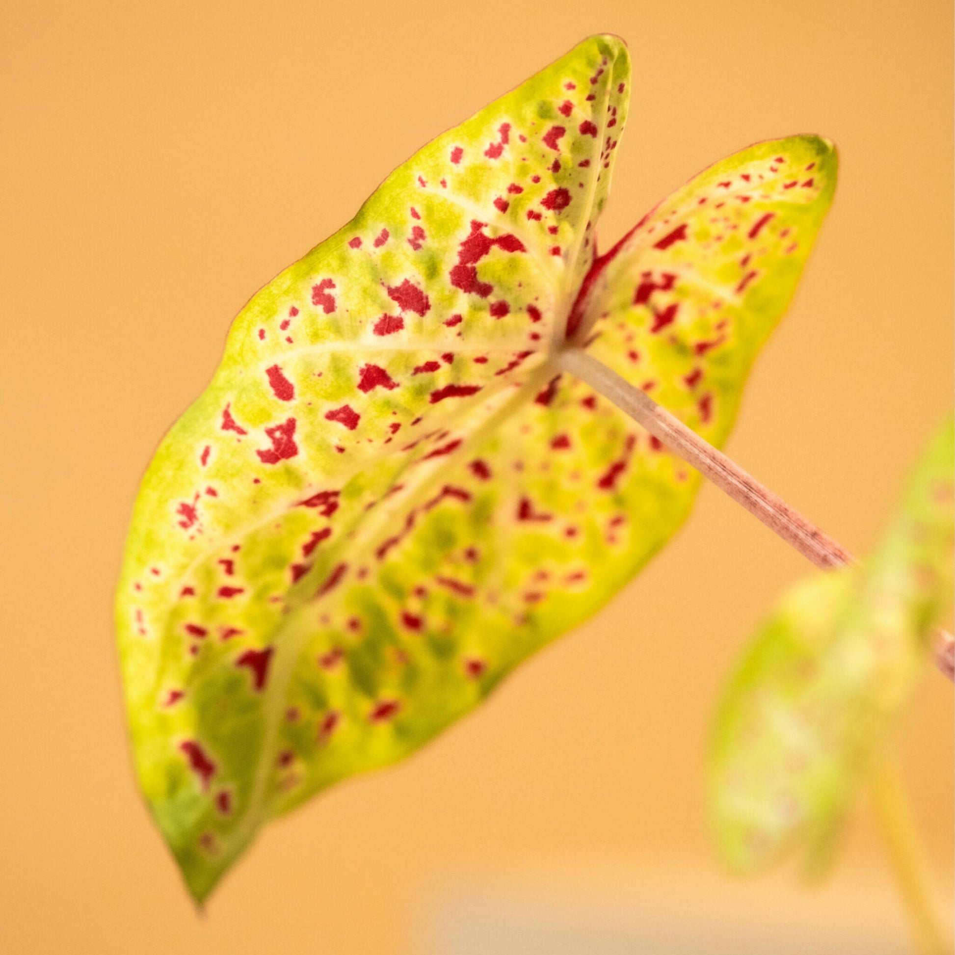Caladio - 2 Piezas - Caladium 'miss Muffet' - Altura 25-40cm - ⌀12cm_3
