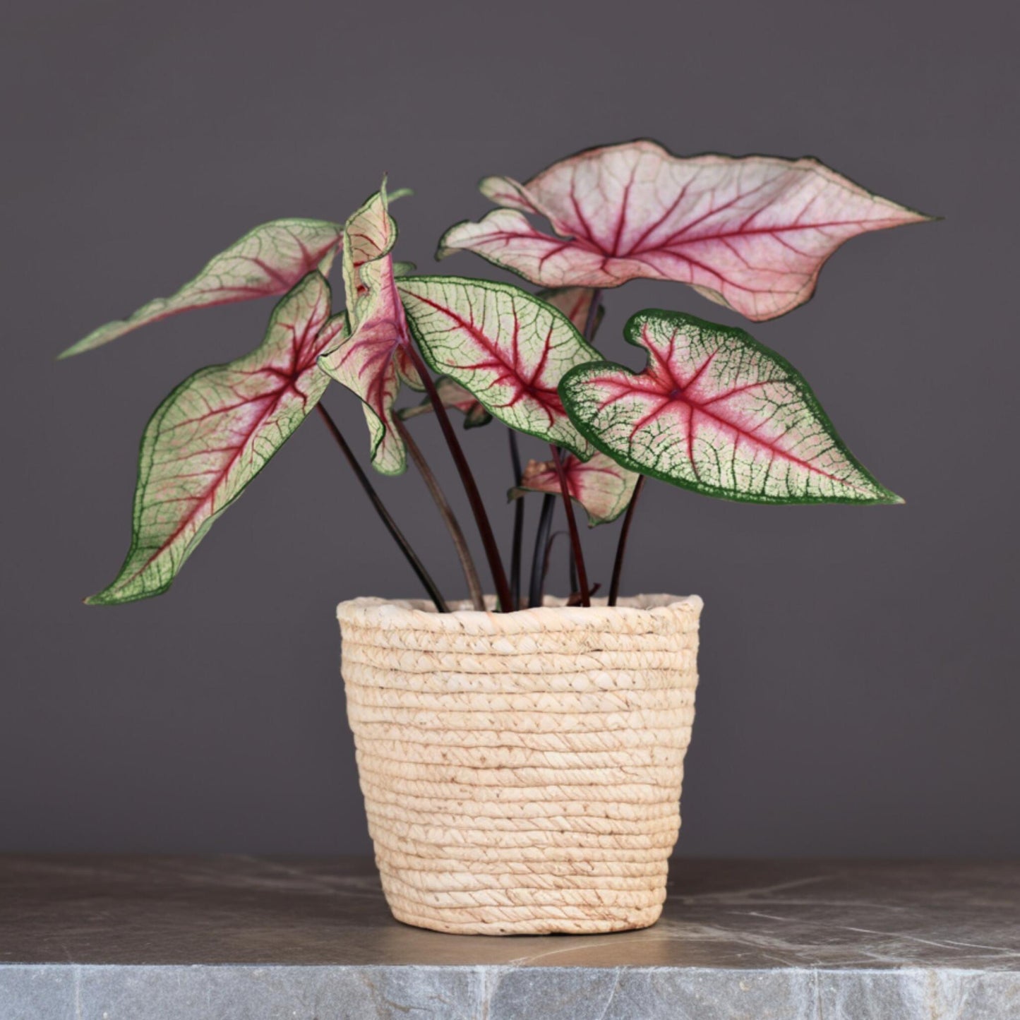 Caladio - 2 Piezas - Caladium 'tapestry' - Altura 25-35cm - ⌀13cm_1