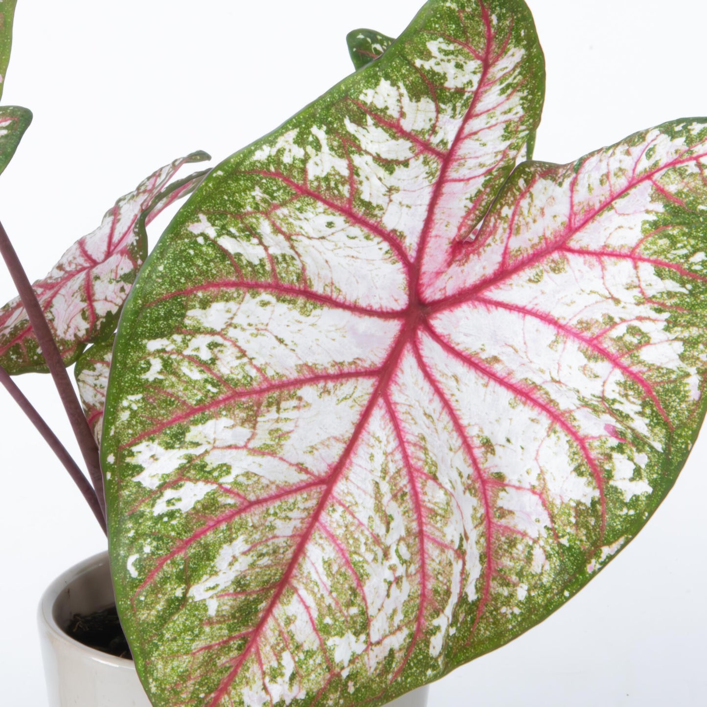 Caladio - 2 Piezas - Caladium 'tapestry' - Altura 25-35cm - ⌀13cm_3