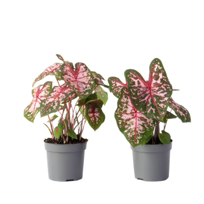Caladio - 2 Pzs - Caladium 'carolyn Whorton' - Altura 25-40cm - ⌀13cm_0