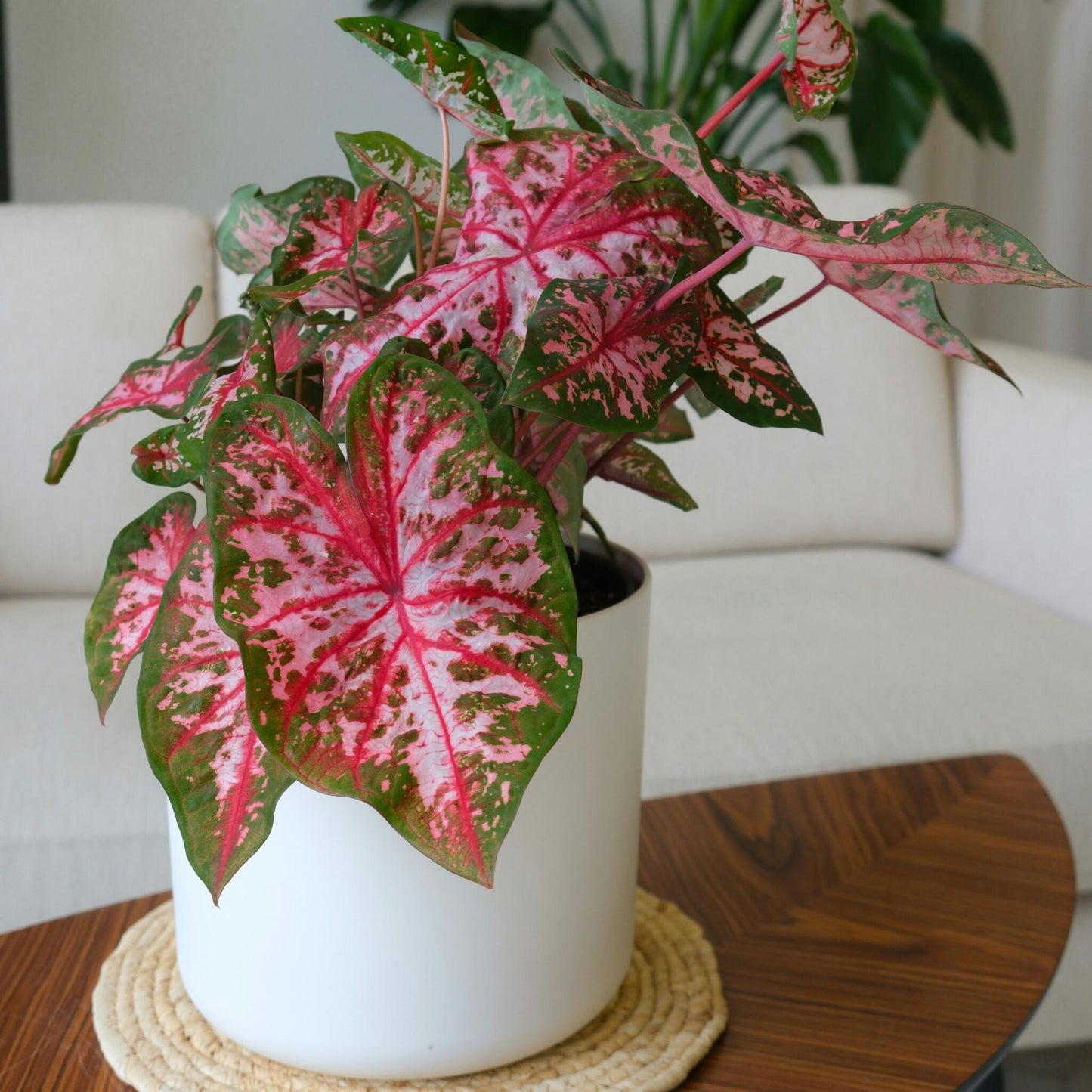Caladio - 2 Pzs - Caladium 'carolyn Whorton' - Altura 25-40cm - ⌀13cm_1