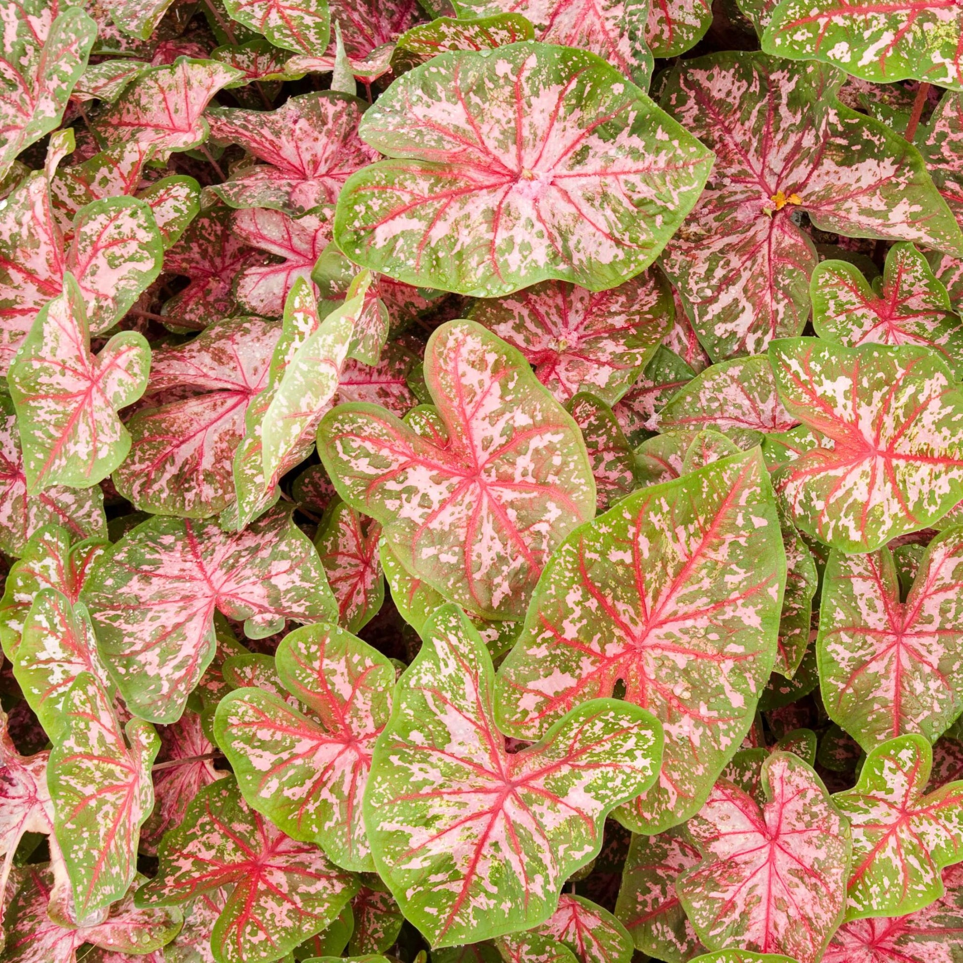 Caladio - 2 Pzs - Caladium 'carolyn Whorton' - Altura 25-40cm - ⌀13cm_3