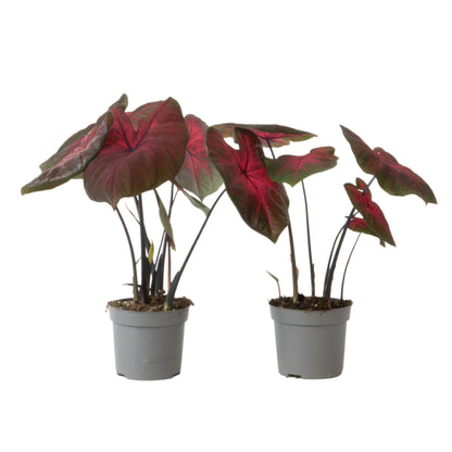 Caladio - 2 Pzs - Caladium 'postman Joyner' - Altura 25-40cm - ⌀12cm_0