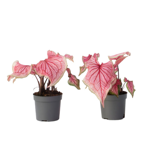 Caladio - 2 Pzs - Caladium 'sweetheart' - Altura 25-40cm - ⌀12cm_0