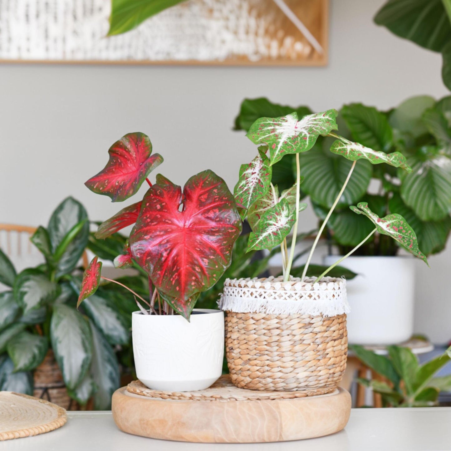 Caladio - Caladium 'carnaval' - Altura 40-50cm - ⌀17cm_1
