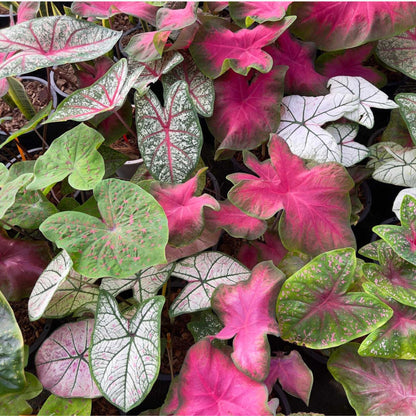 Caladio - Caladium 'carnaval' - Altura 40-50cm - ⌀17cm_4