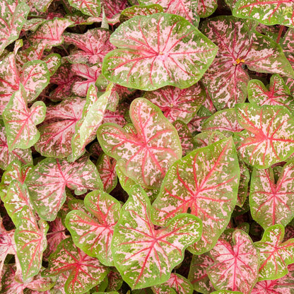 Caladio - Caladium 'carolyn Whorton' - Altura 25-40cm - ⌀13cm_3