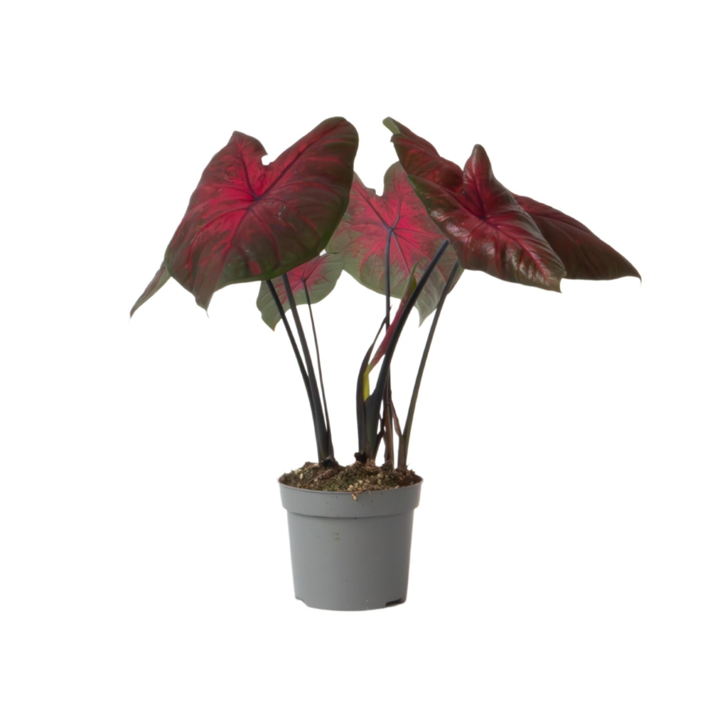 Caladio - Caladium 'postman Joyner' - Altura 25-40cm - ⌀12cm_0