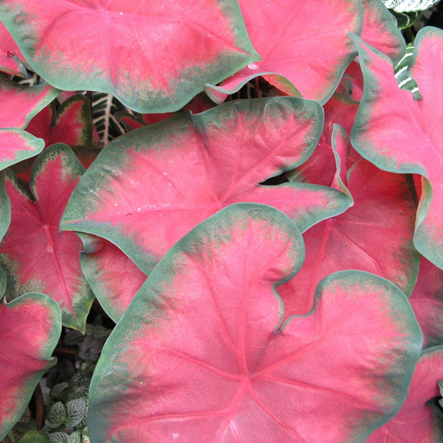 Caladio - Caladium 'postman Joyner' - Altura 25-40cm - ⌀12cm_3